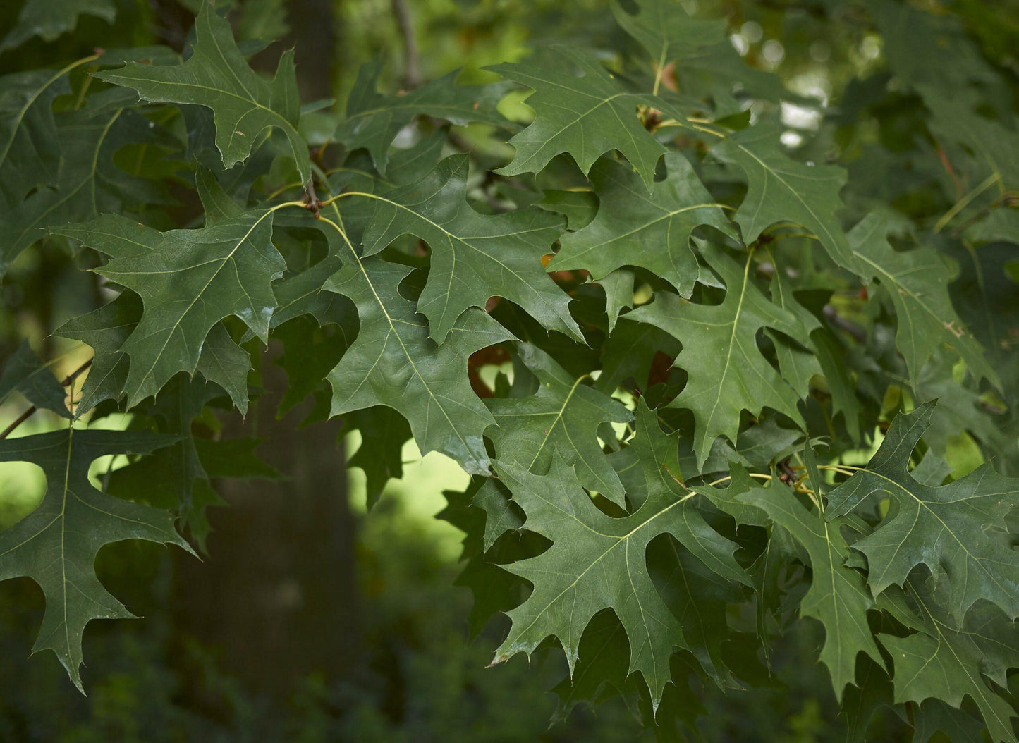 Quercus Palustris - View 16 from www redcrocus com