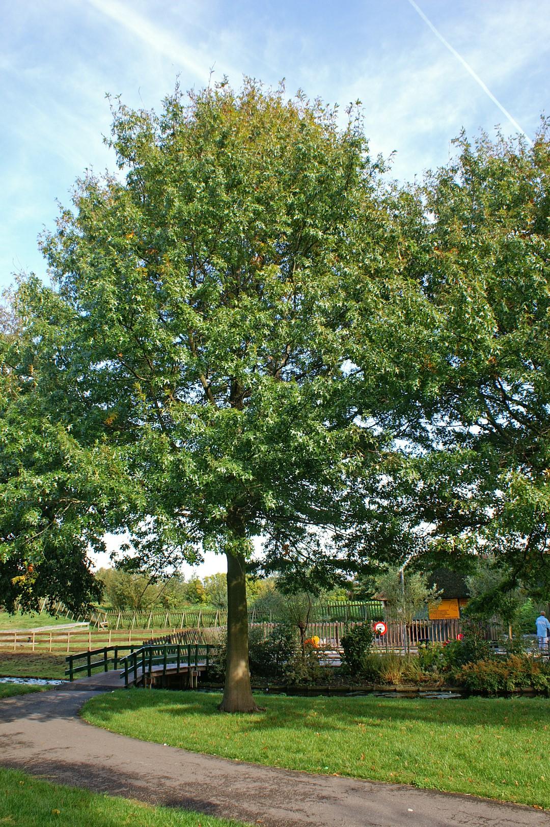 Quercus Palustris - View 18 from www redcrocus com