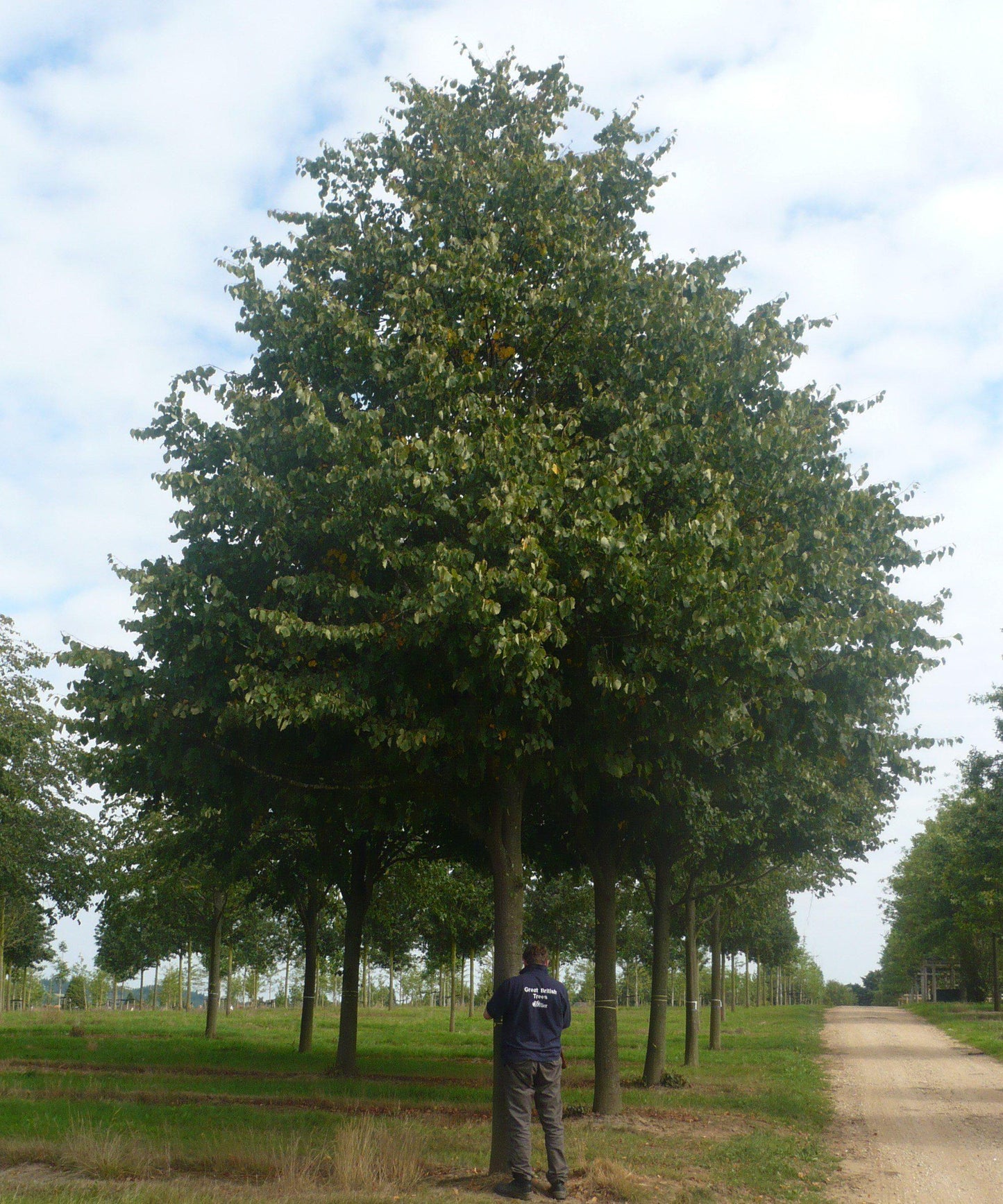 Tilia Cordata Greenspire - View 14 from www redcrocus com
