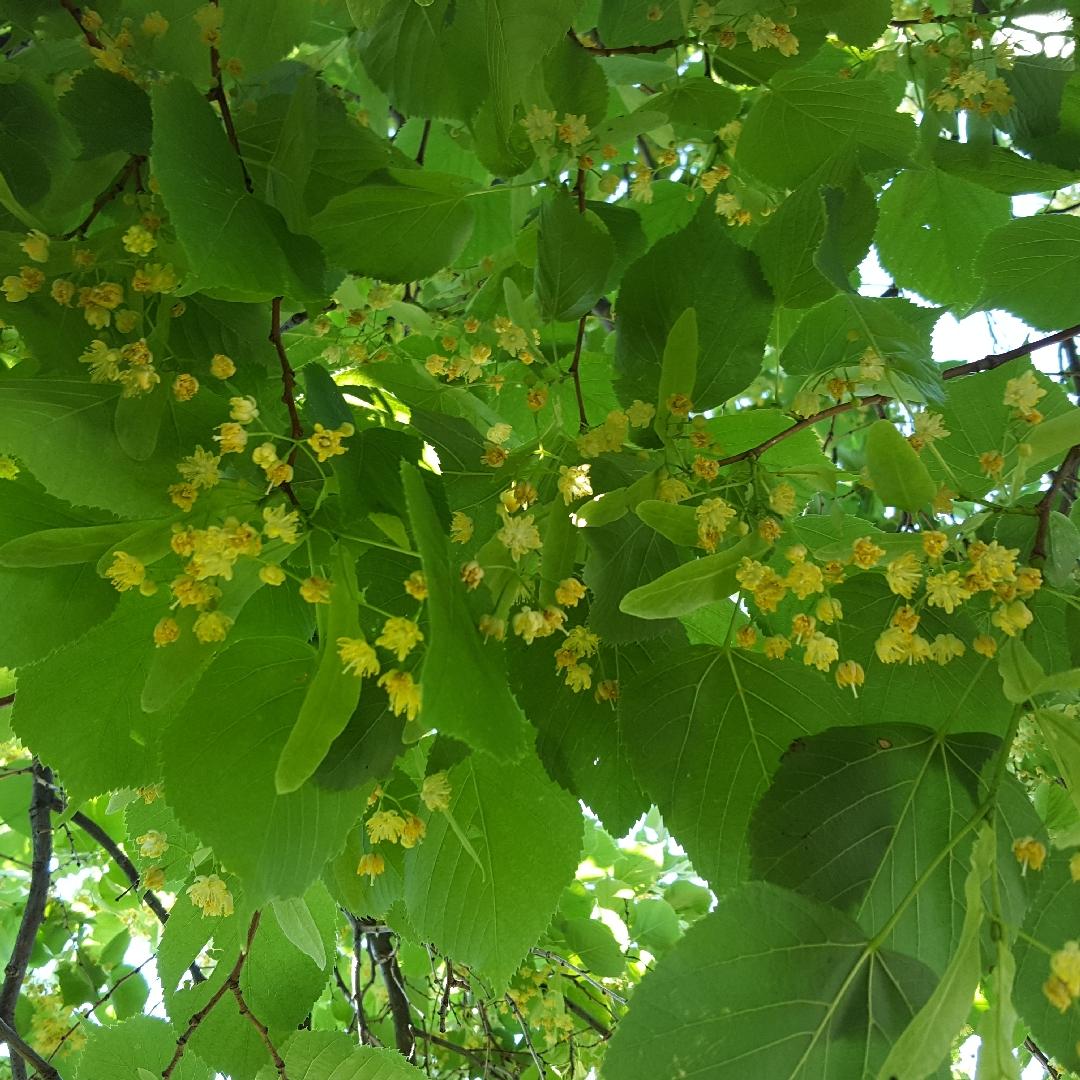 Tilia Cordata Greenspire - View 7 from www redcrocus com