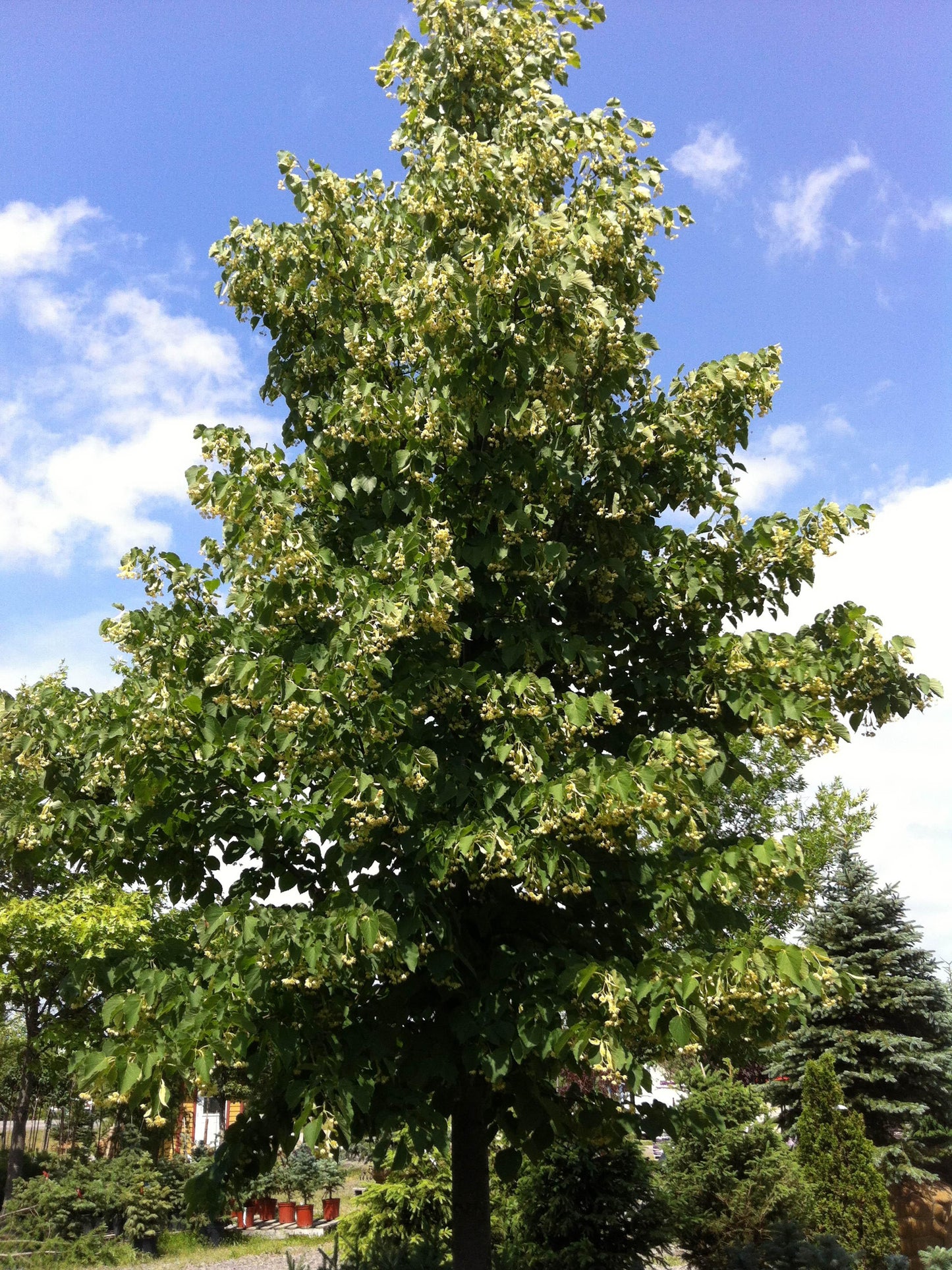 Tilia Cordata 'greenspire' - View 17 from www redcrocus com