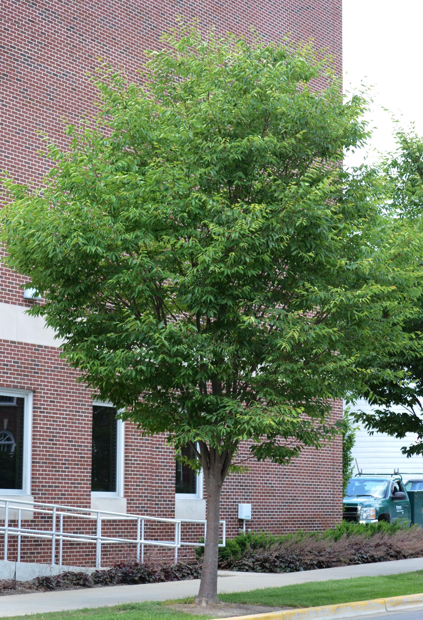 Zelkova Serrata Green Vase - View 16 from www redcrocus com