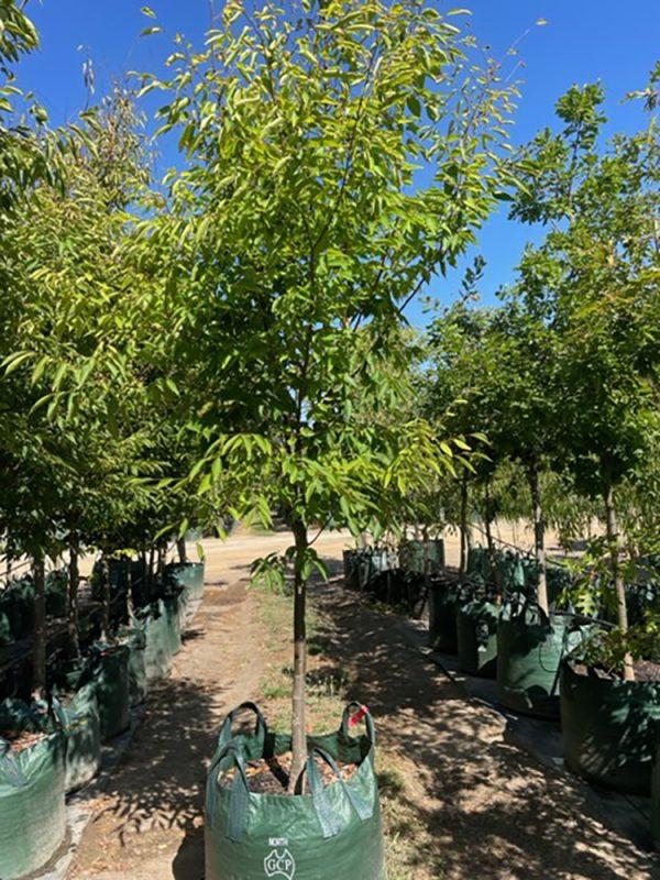 Zelkova Serrata Green Vase - View 18 from www redcrocus com