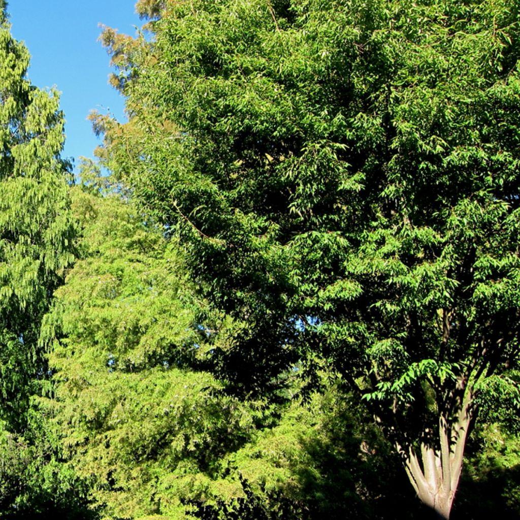 Zelkova Serrata Green Vase - View 20 from www redcrocus com