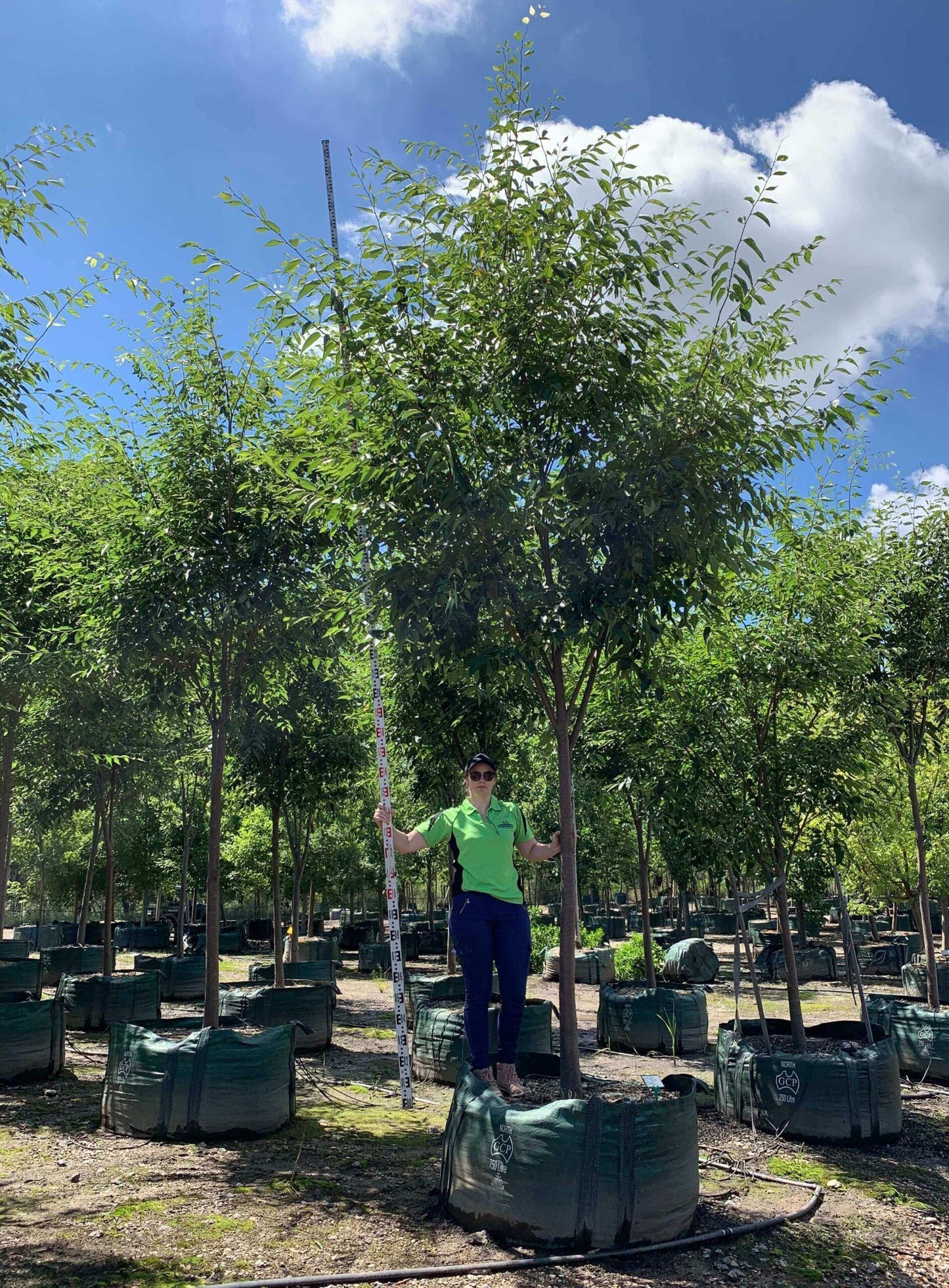 Zelkova Serrata Green Vase - View 6 from www redcrocus com