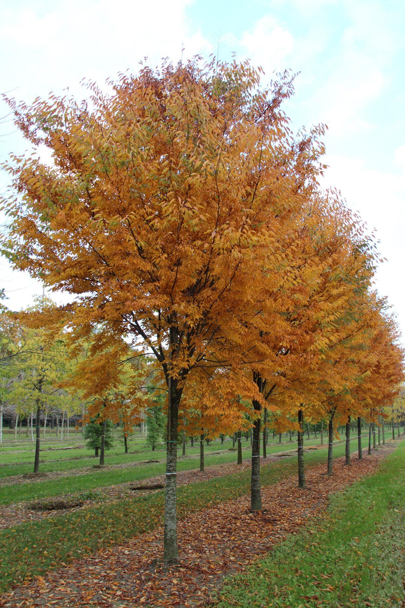 Zelkova Serrata Green Vase - View 9 from www redcrocus com