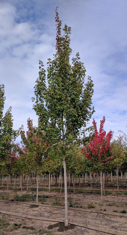 Acer Rubrum Armstrong - View 10 from www redcrocus com