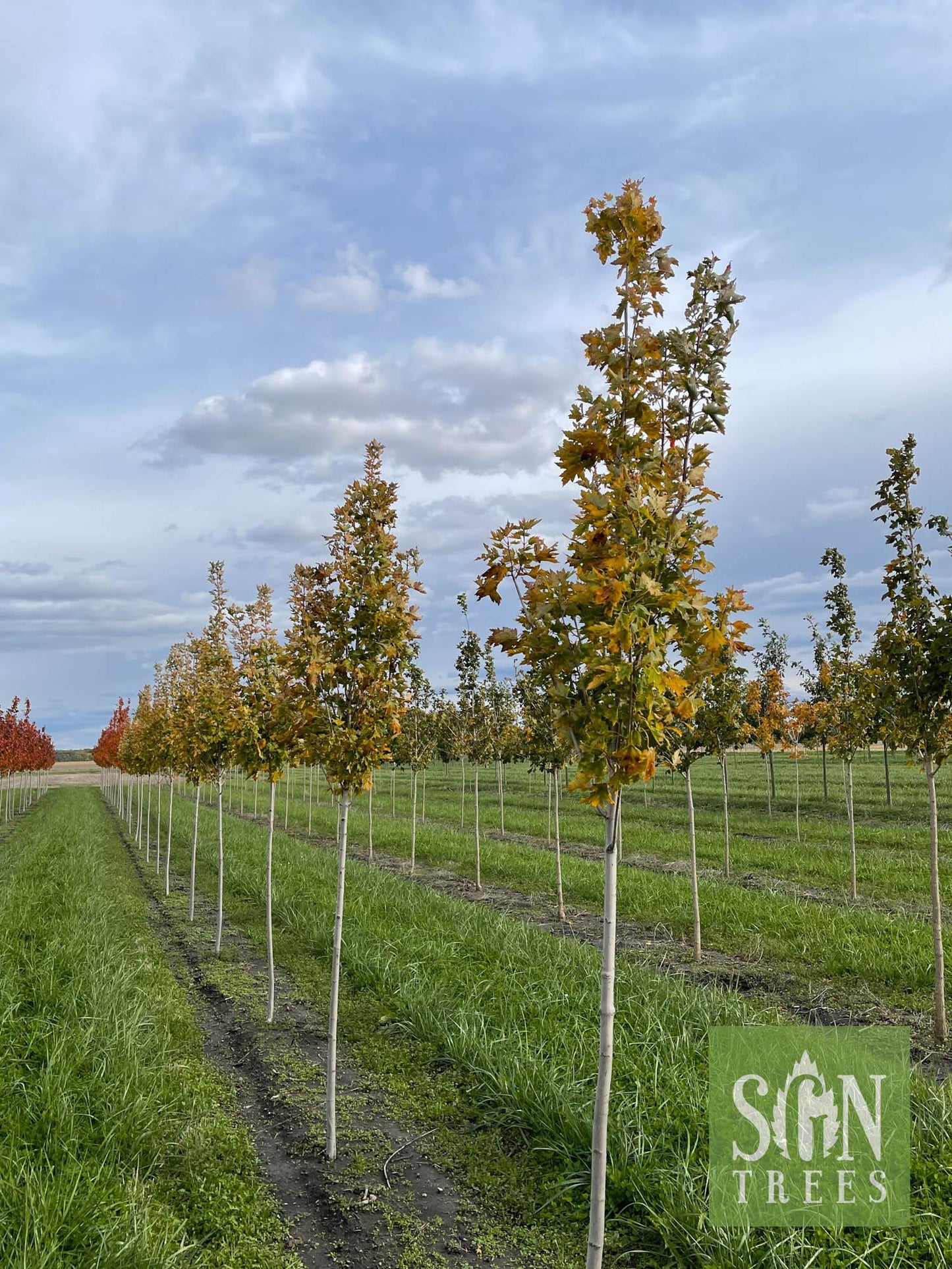 Acer Rubrum Armstrong - View 12 from www redcrocus com
