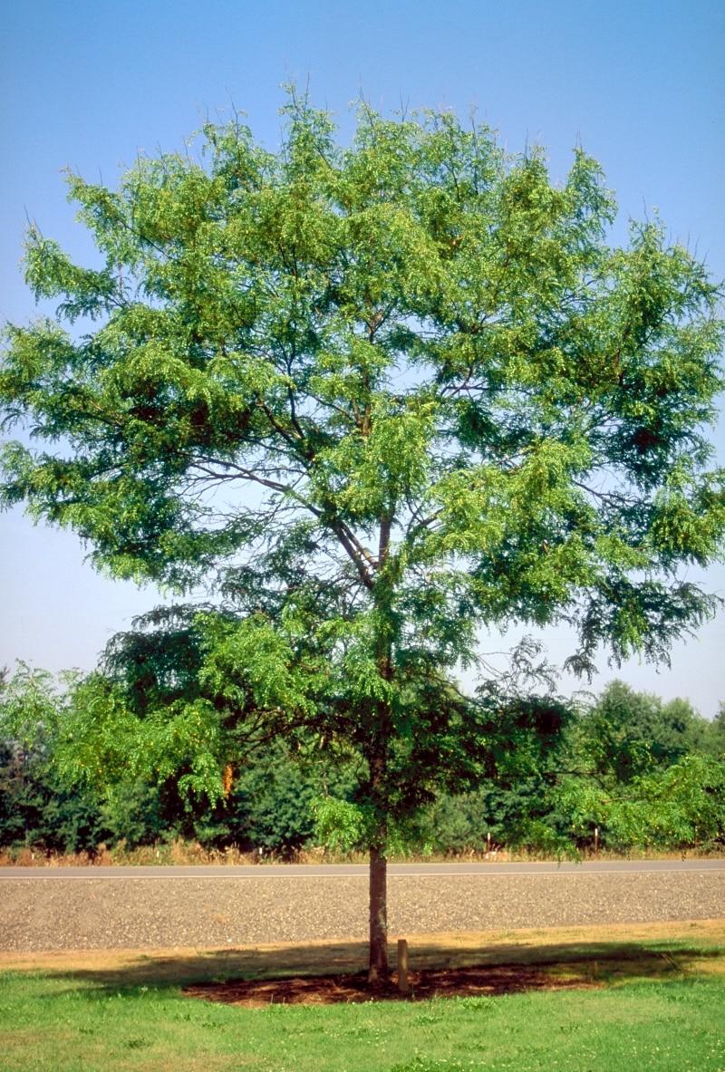 Gleditsia Triacanthos Skyline - View 14 from www redcrocus com