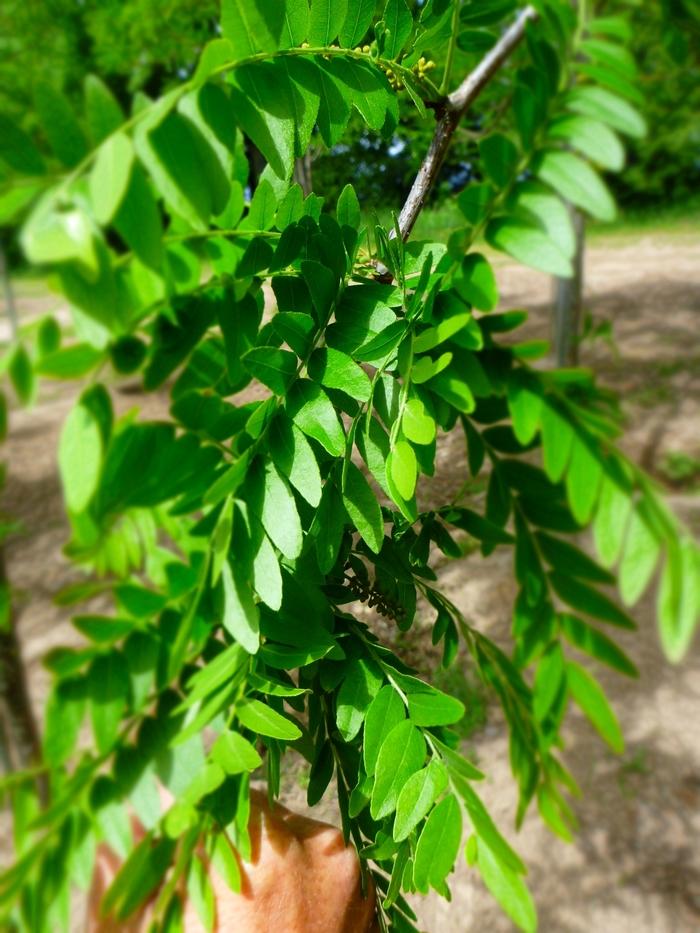 Gleditsia Triacanthos Skyline - View 20 from www redcrocus com