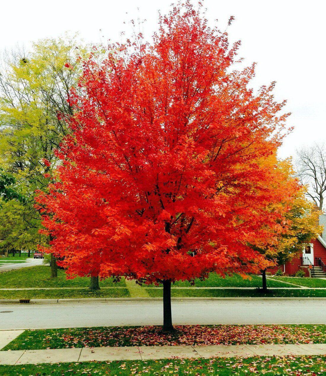 Acer Rubrum Red Sunset - View 12 from www redcrocus com