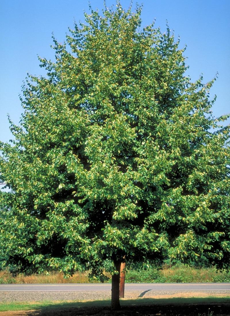 Tilia Cordata Greenspire - View 17 from www redcrocus com