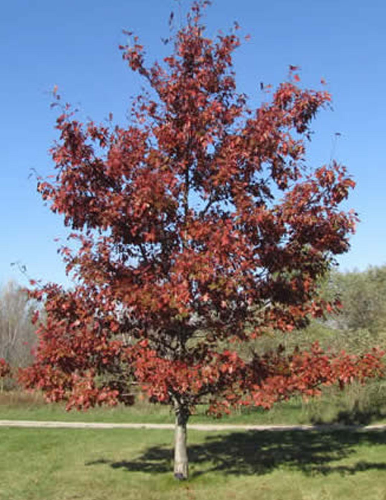Quercus Rubra - View 11 from www redcrocus com