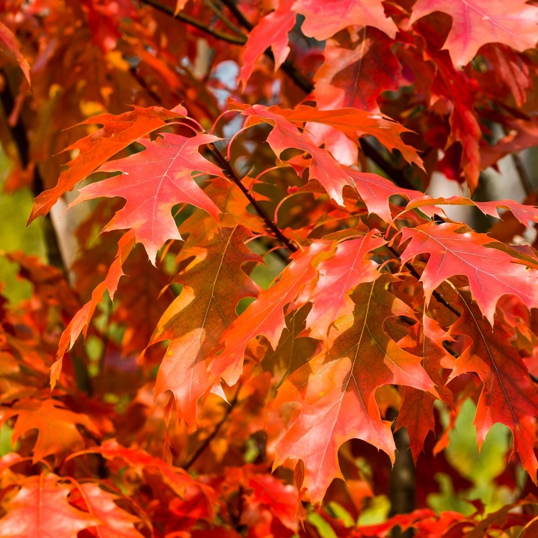 Quercus Rubra - View 12 from www redcrocus com