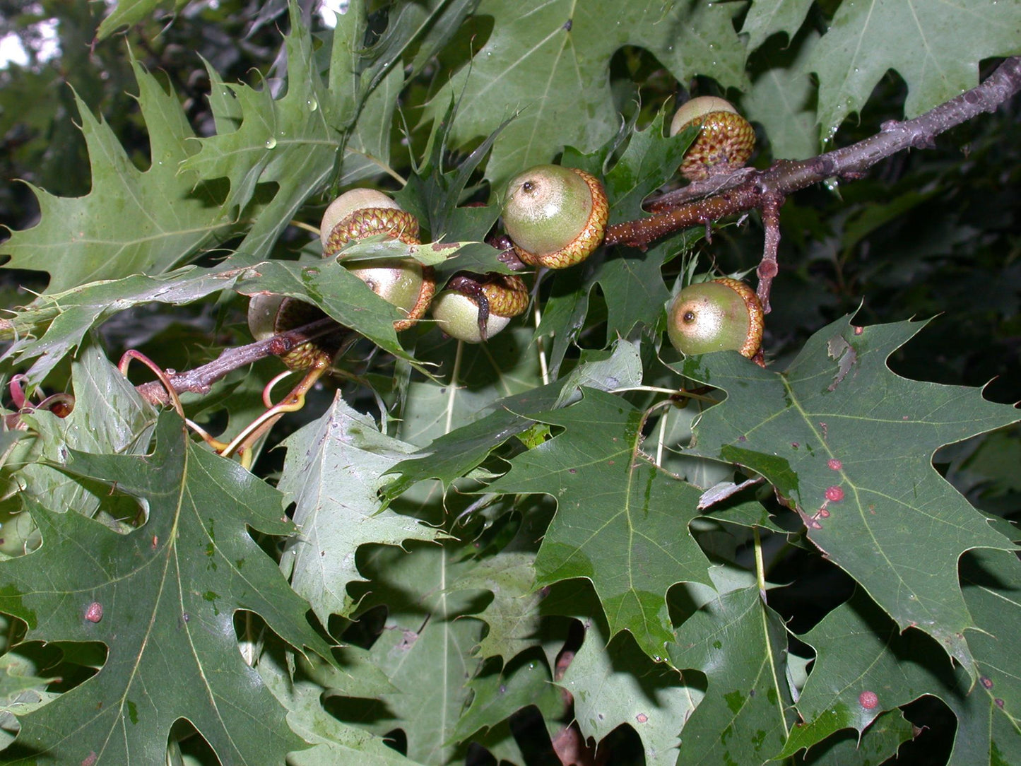 Quercus Rubra - View 13 from www redcrocus com