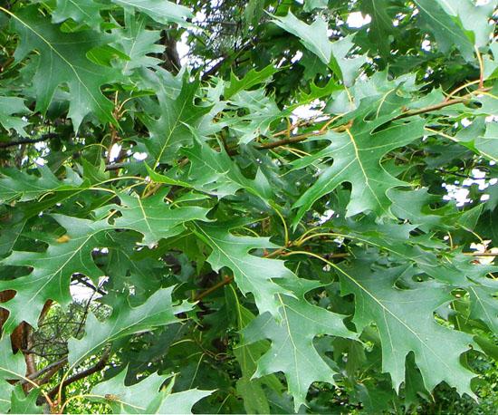 Quercus Rubra - View 15 from www redcrocus com