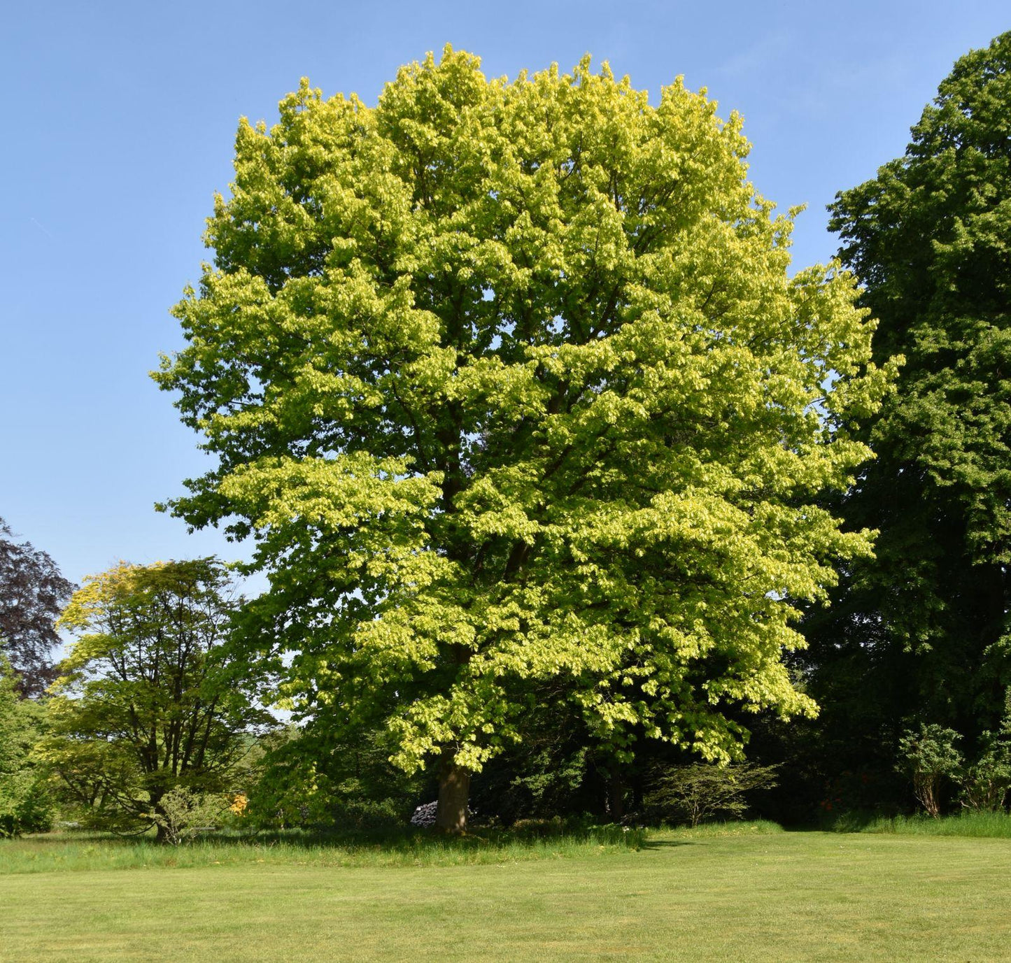 Quercus Rubra - View 17 from www redcrocus com