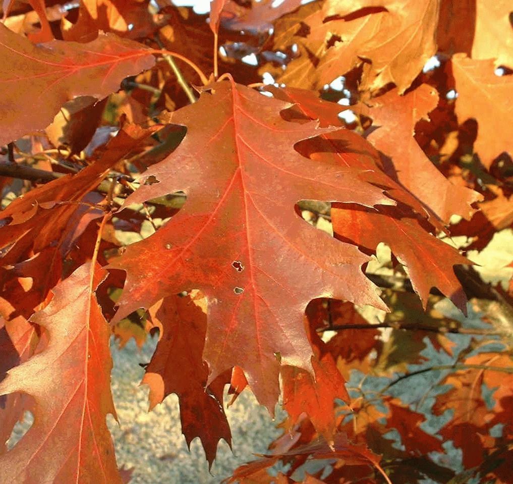 Quercus Rubra - View 18 from www redcrocus com