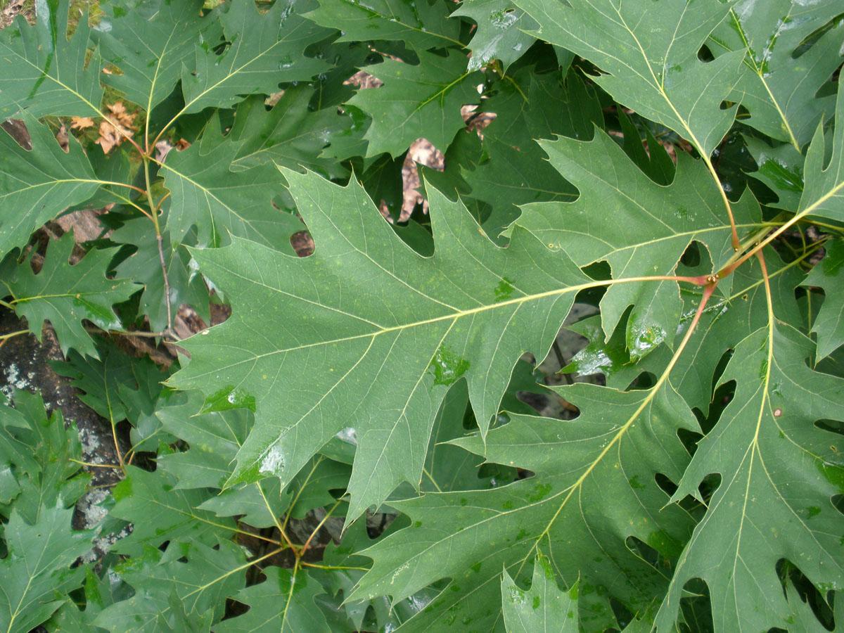 Quercus Rubra - View 19 from www redcrocus com