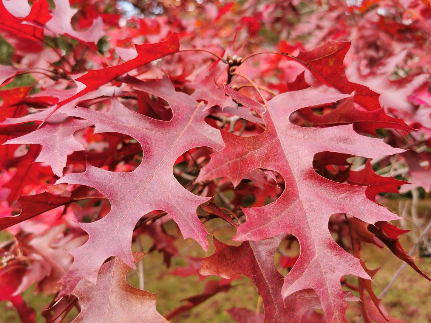 Quercus Rubra - View 1 from www redcrocus com