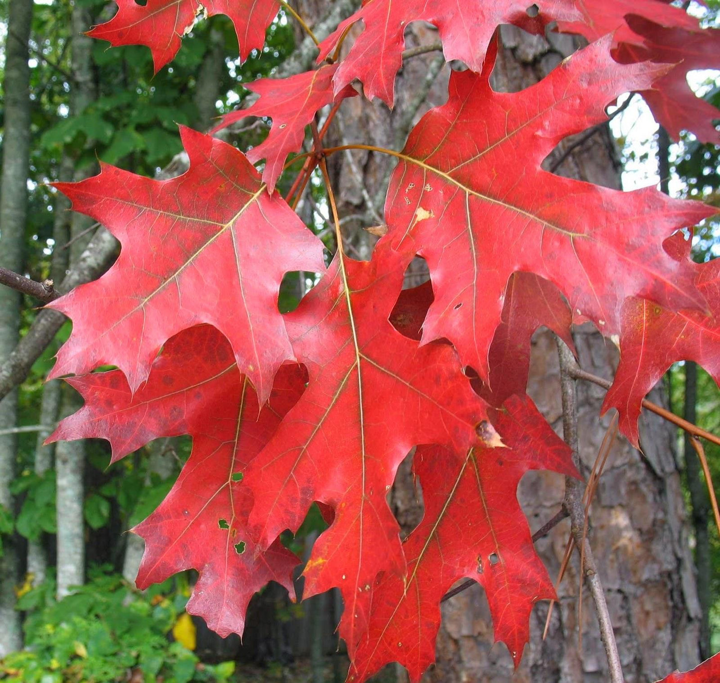 Quercus Rubra - View 3 from www redcrocus com
