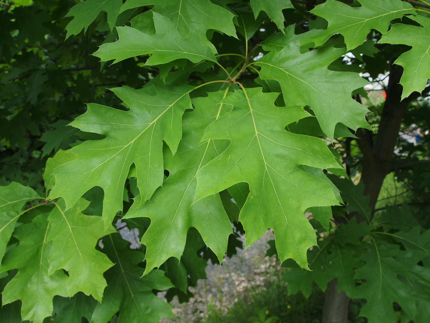 Quercus Rubra - View 4 from www redcrocus com