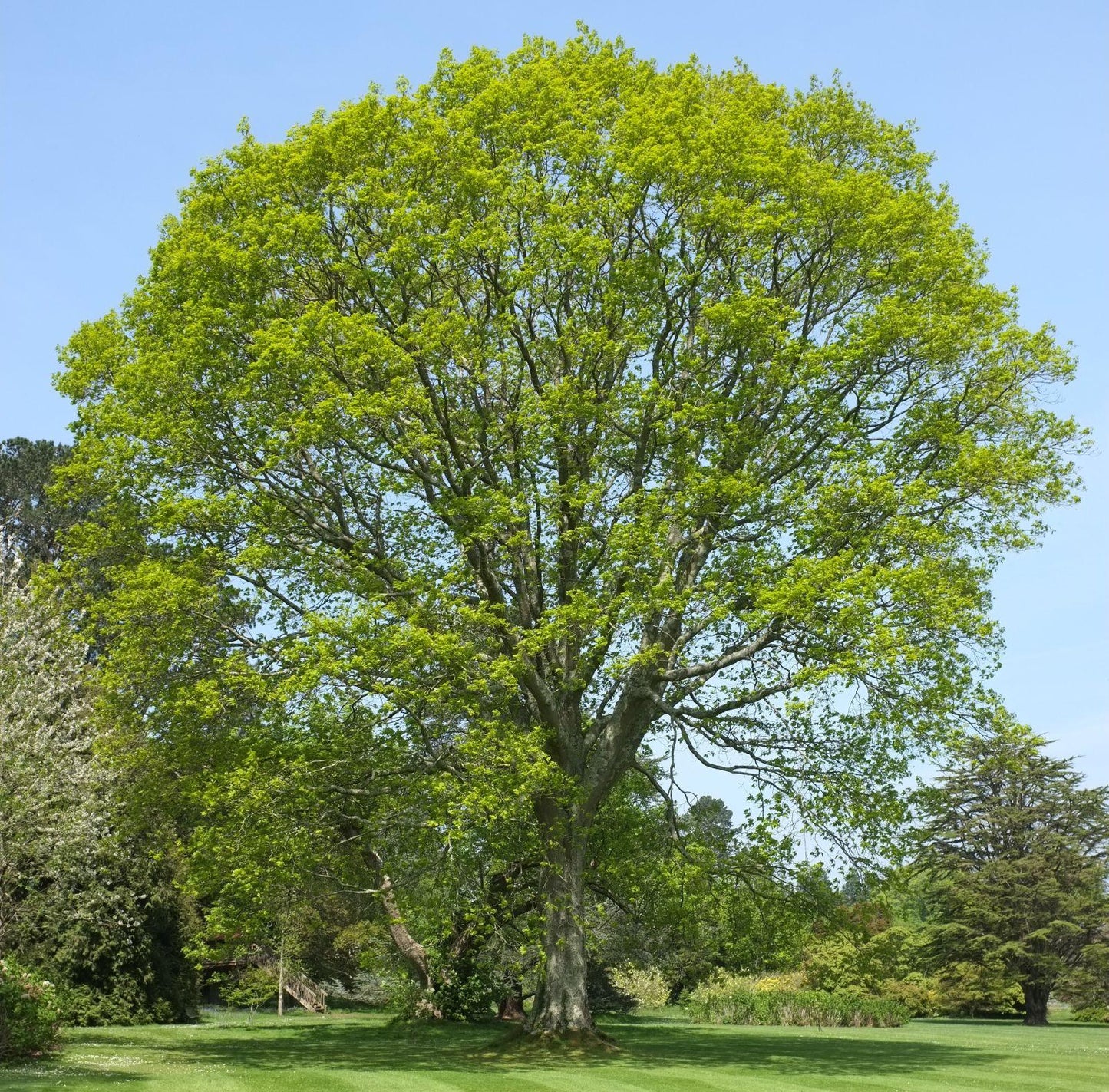 Quercus Rubra - View 5 from www redcrocus com