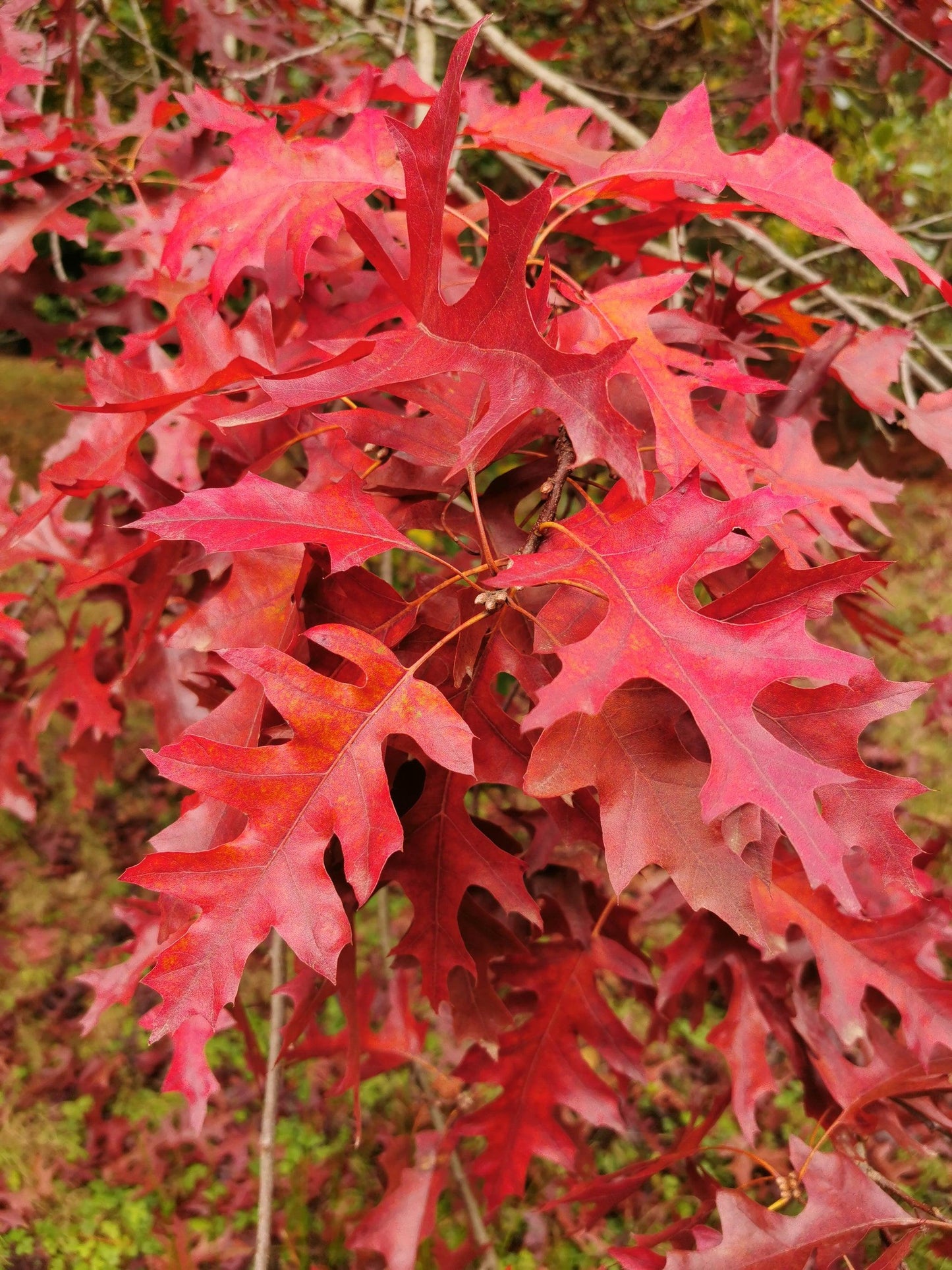 Quercus Rubra - View 6 from www redcrocus com