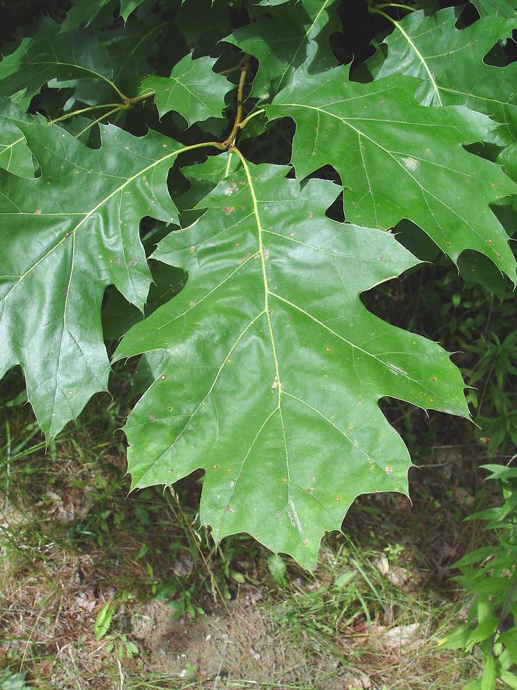 Quercus Rubra - View 7 from www redcrocus com