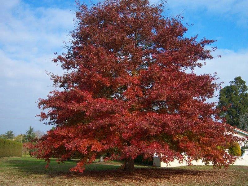Quercus Rubra - View 8 from www redcrocus com