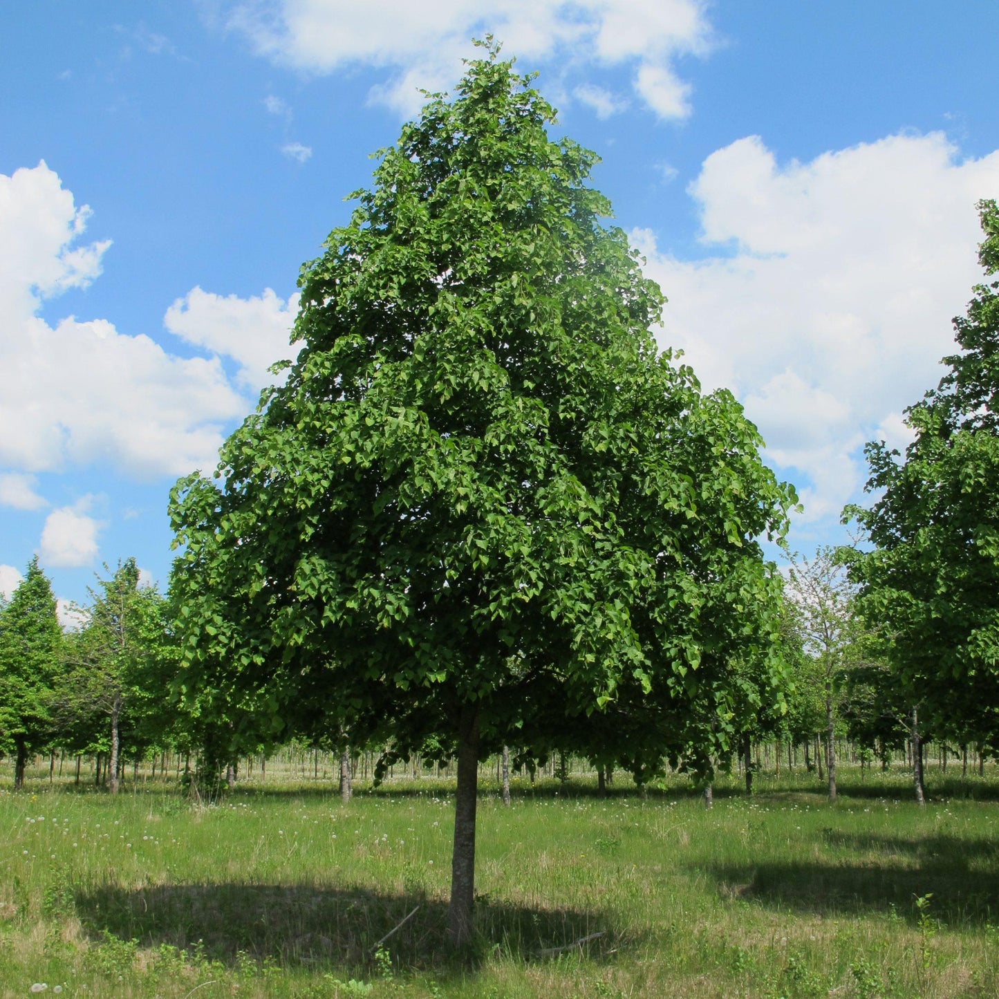 Tilia Cordata Greenspire - View 10 from www redcrocus com