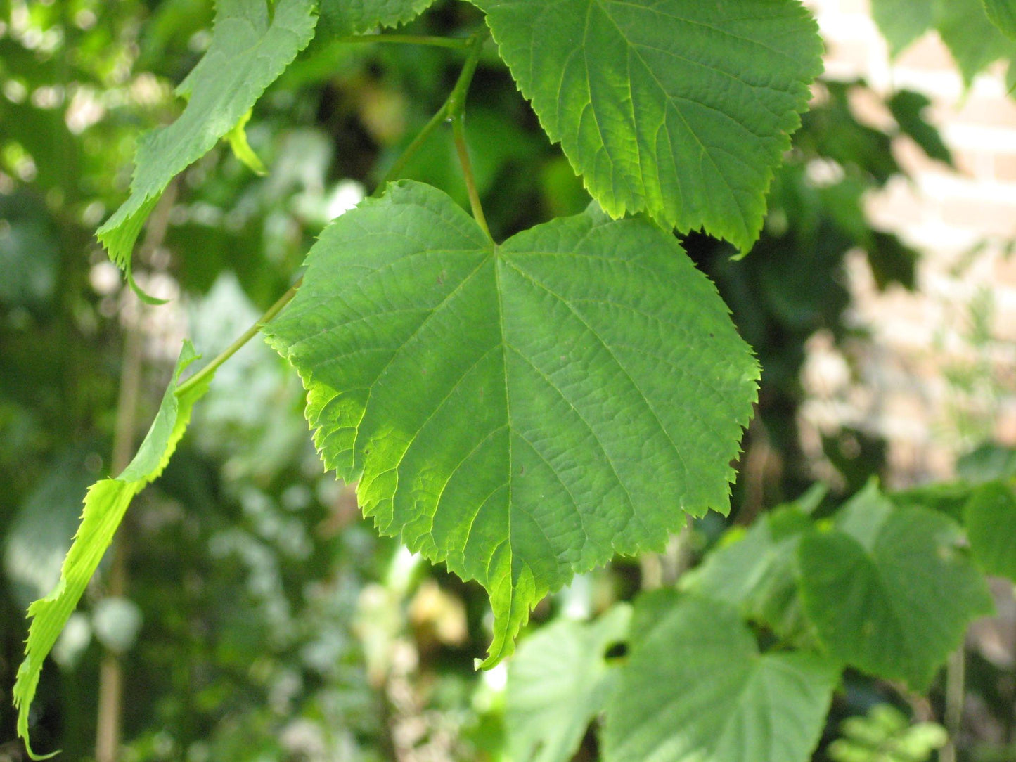 Tilia Cordata Greenspire - View 3 from www redcrocus com