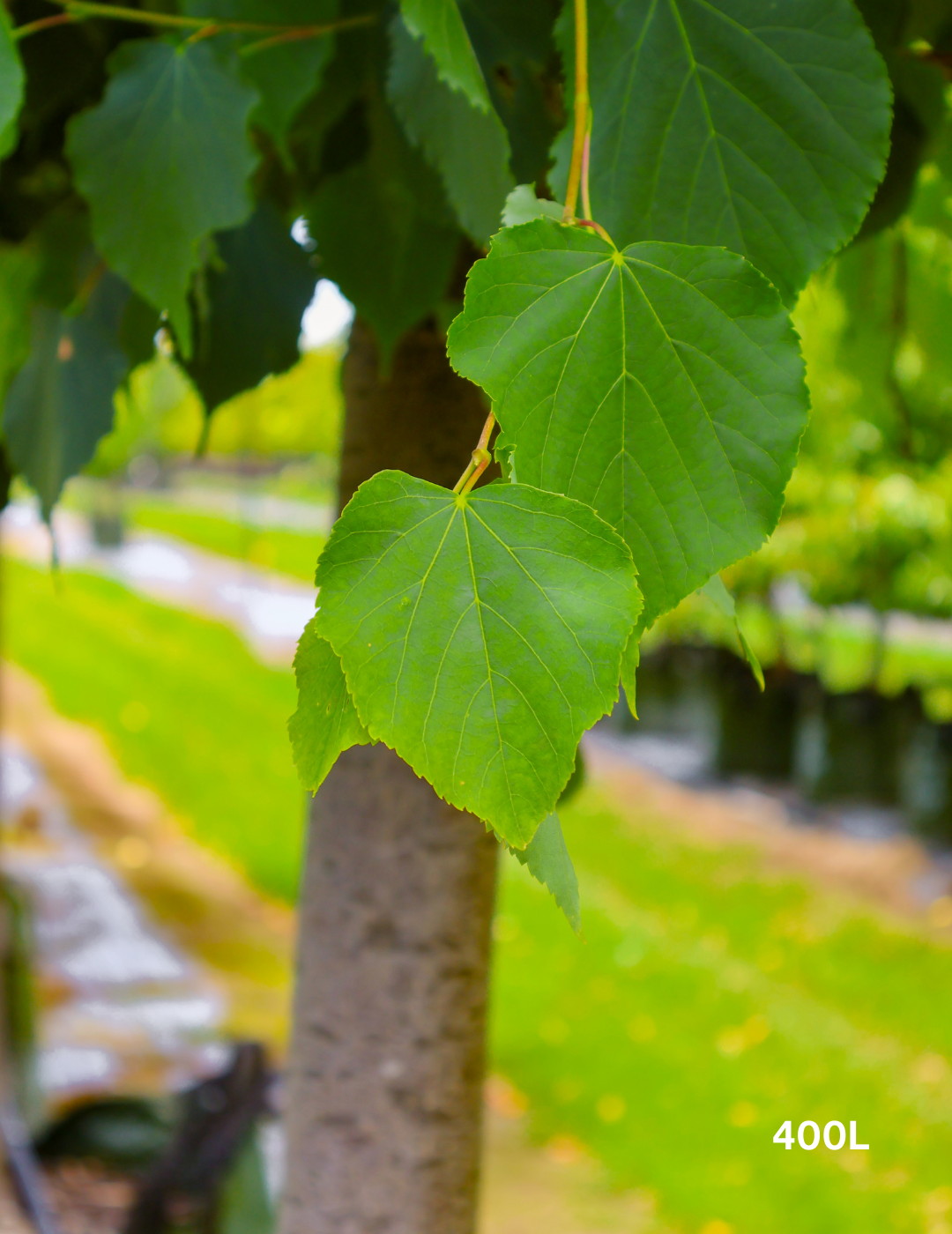 Tilia Cordata Greenspire - View 7 from www redcrocus com