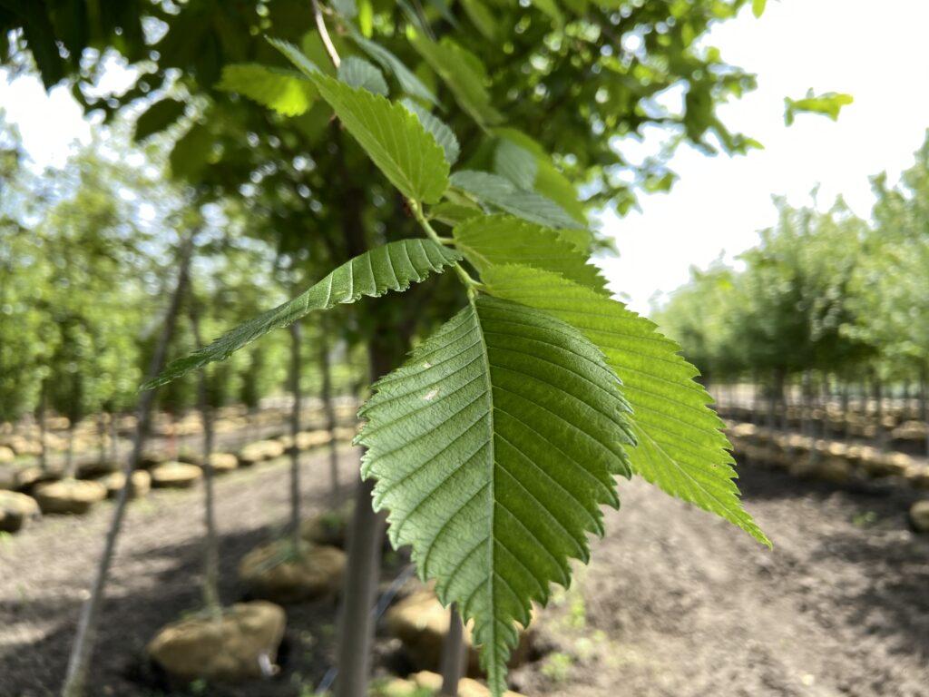 Ulmus Americana Princeton - View 10 from www redcrocus com