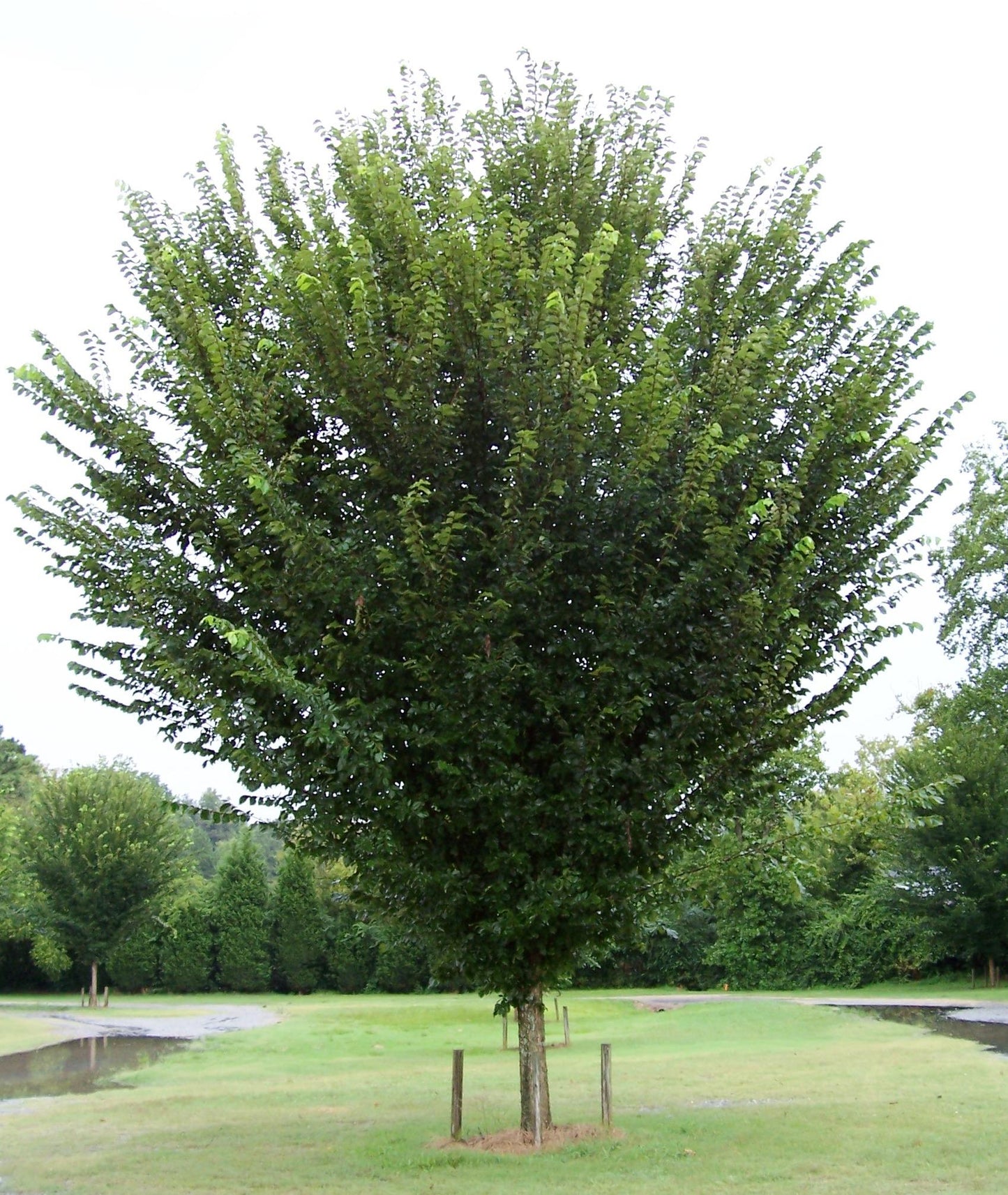 Ulmus Americana Princeton - View 18 from www redcrocus com