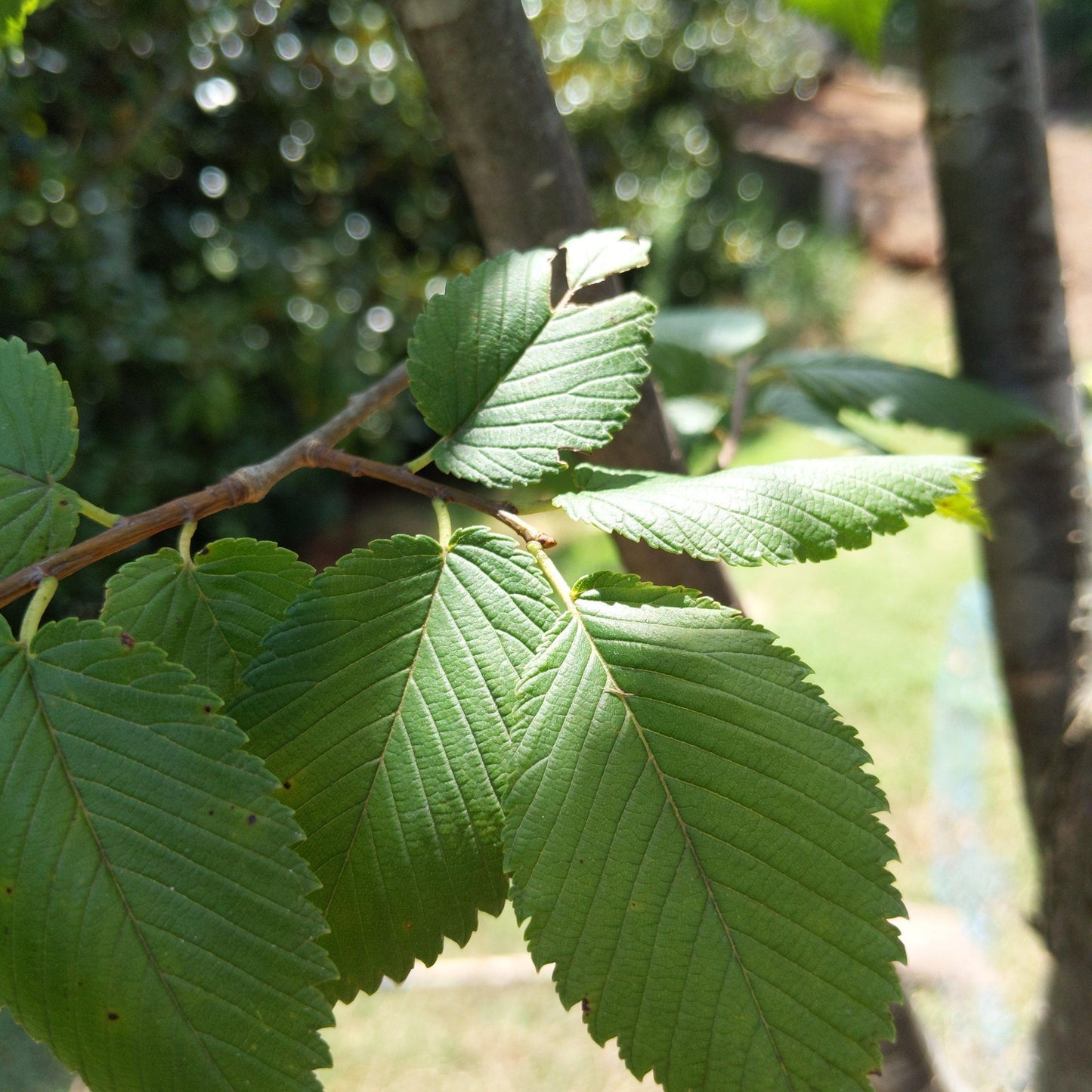 Ulmus Americana Princeton - View 4 from www redcrocus com