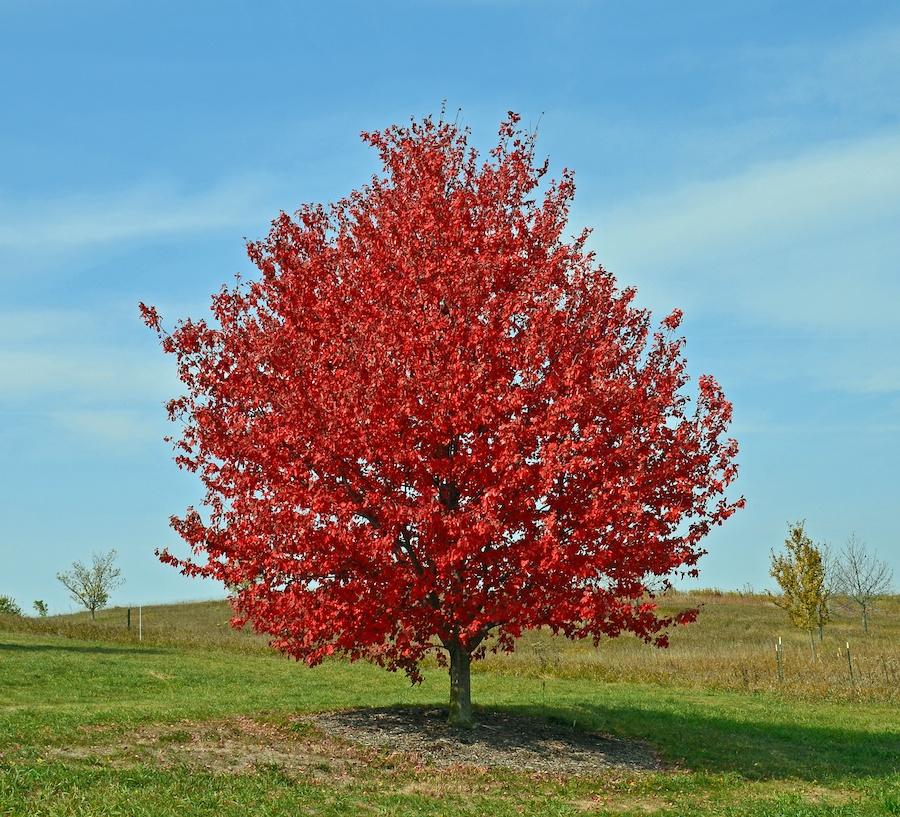 Acer Rubrum Red Sunset - View 2 from www redcrocus com