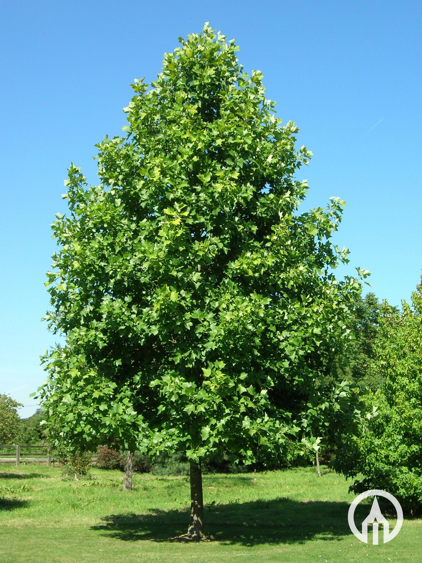 Liriodendron Tulipifera - View 13 from www redcrocus com
