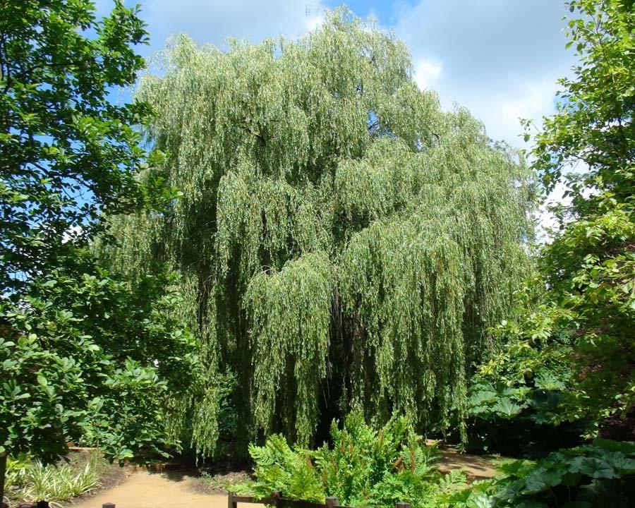 Salix Babylonica - View 10 from www redcrocus com