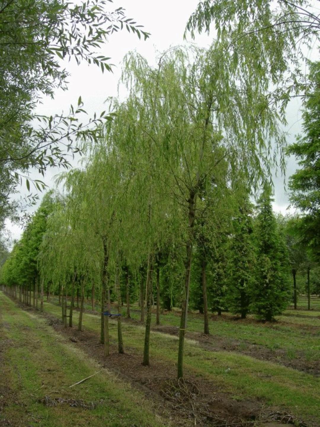 Salix Babylonica - View 11 from www redcrocus com