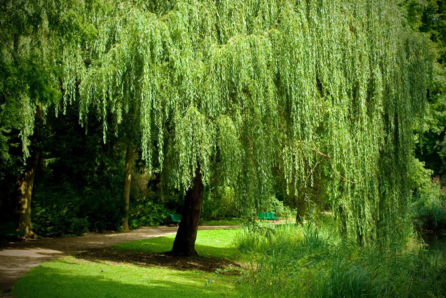 Salix Babylonica - View 12 from www redcrocus com