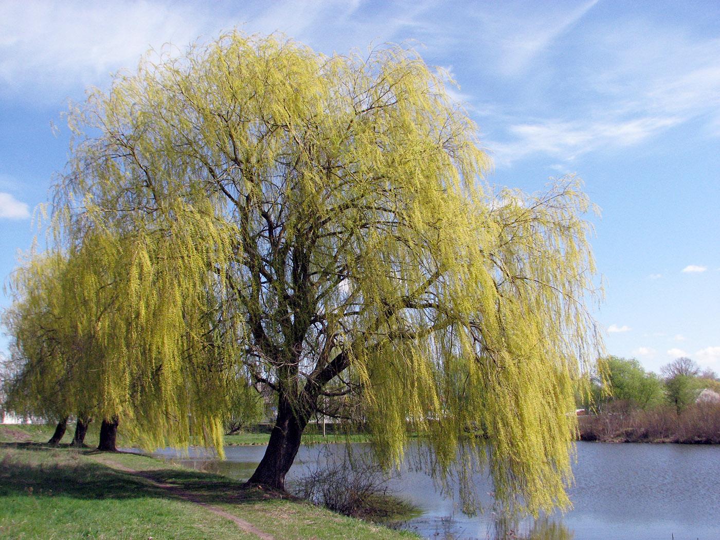 Salix Babylonica - View 13 from www redcrocus com