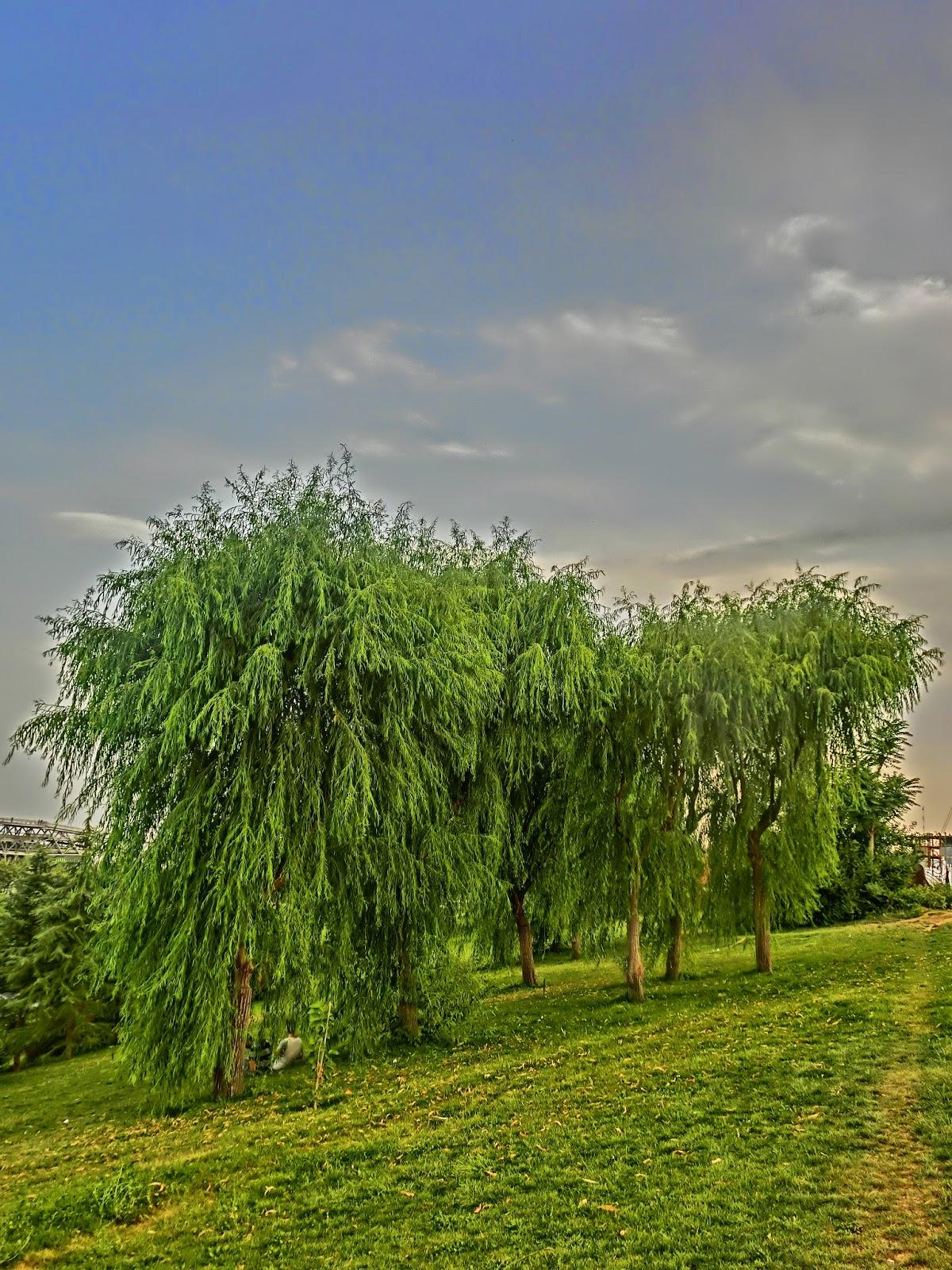 Salix Babylonica - View 14 from www redcrocus com