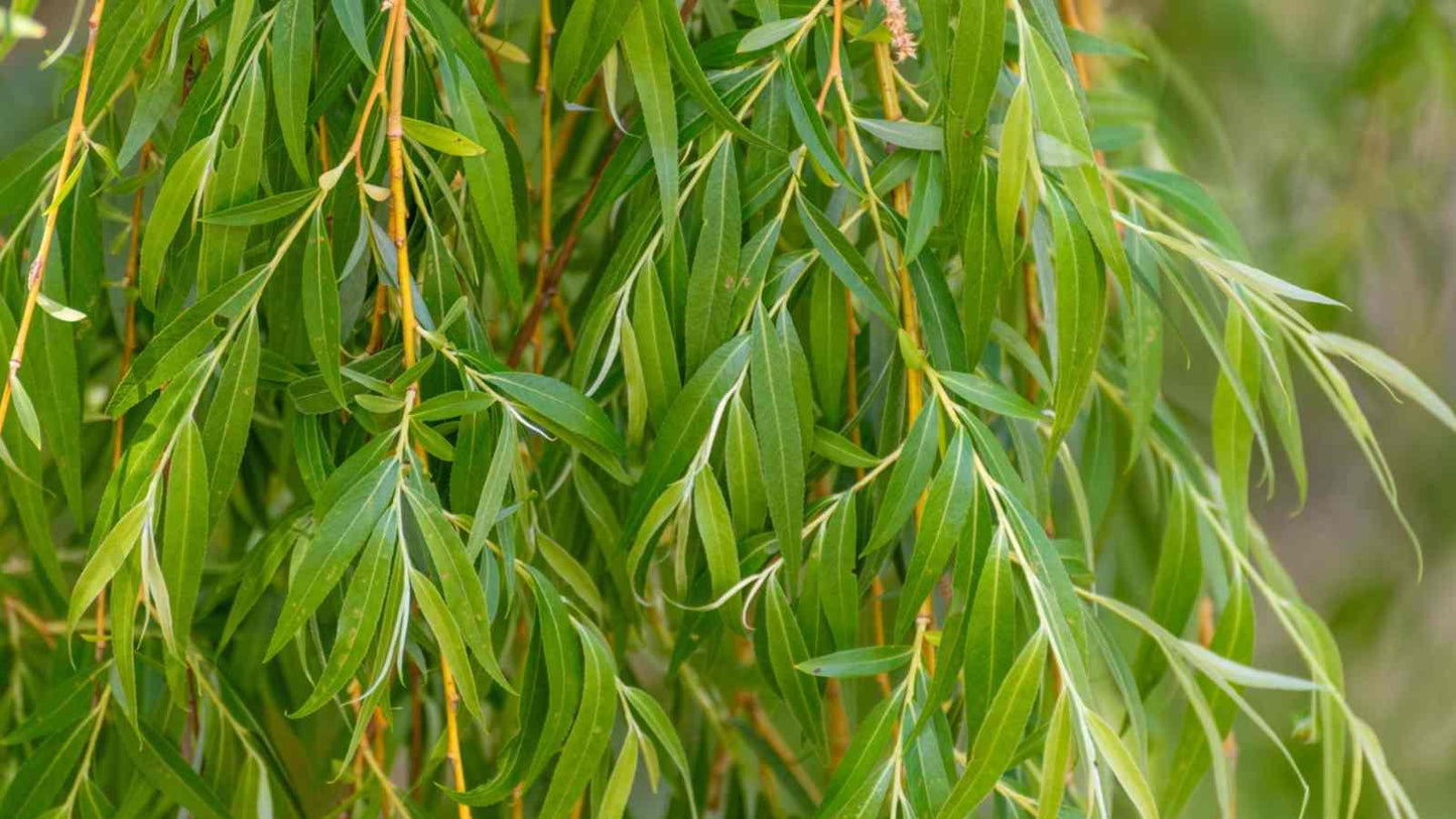 Salix Babylonica - View 15 from www redcrocus com