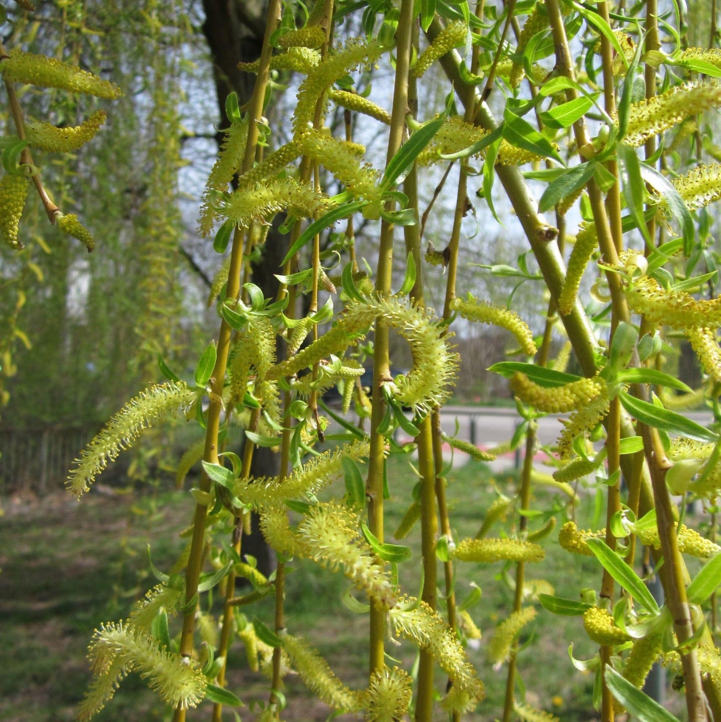 Salix Babylonica - View 17 from www redcrocus com