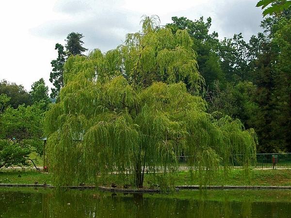 Salix Babylonica - View 18 from www redcrocus com