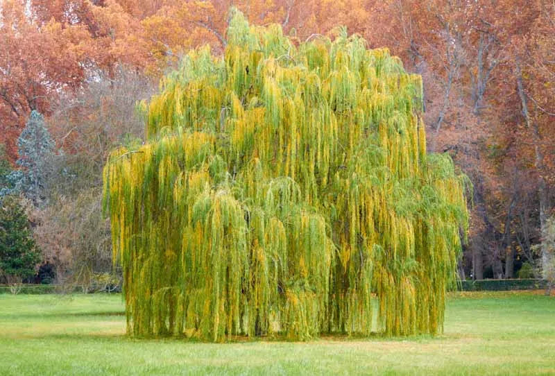 Salix Babylonica - View 2 from www redcrocus com