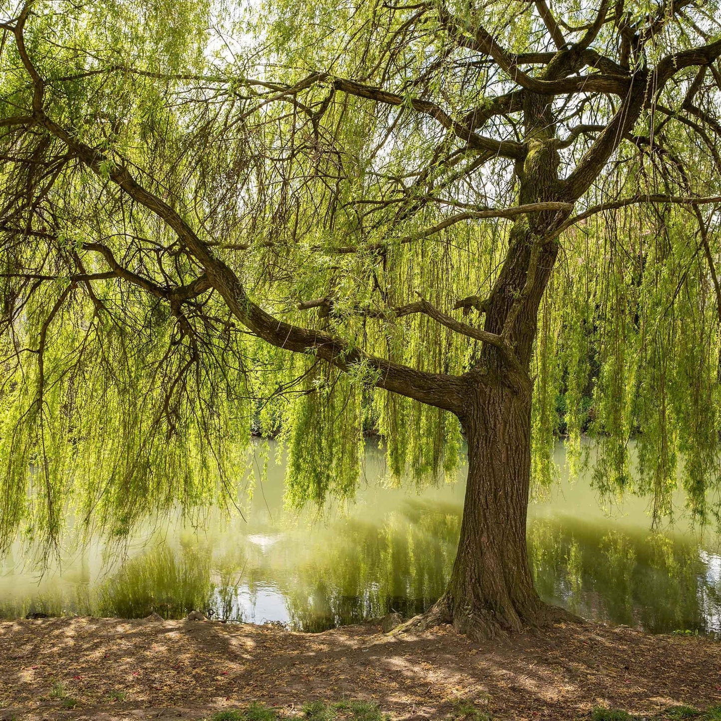 Salix Babylonica - View 6 from www redcrocus com