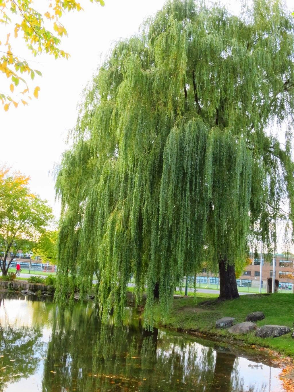 Salix Babylonica - View 9 from www redcrocus com