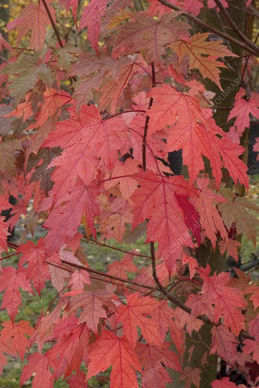 Acer X Freemanii Autumn Blaze - View 10 from www redcrocus com